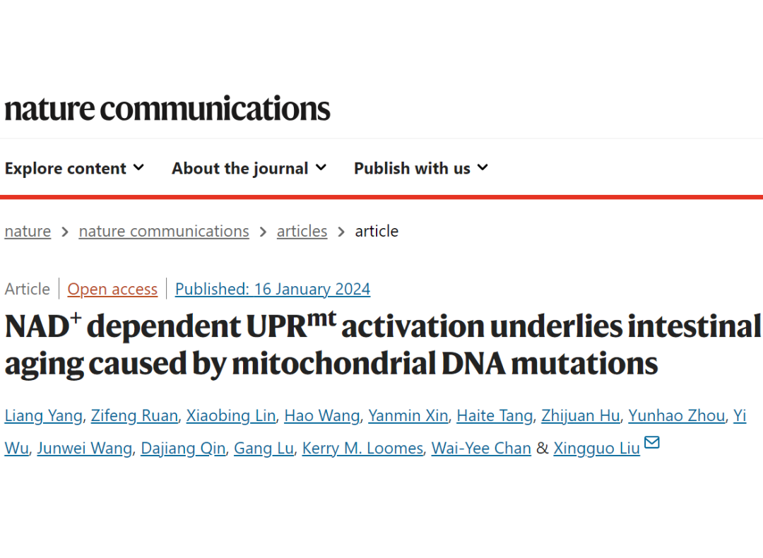 Scientists have discovered two major biomarkers of intestinal aging and revealed the patterns of mitochondrial DNA (mtDNA) mutations in the intestine, which holds promise for developing new candidate drugs.